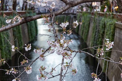 Meguro River Sakura Cherry Blossom 2020 | TiptoeingWorld