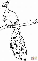 Perched Peacock coloring Page  Free Printable Coloring Pages sketch template