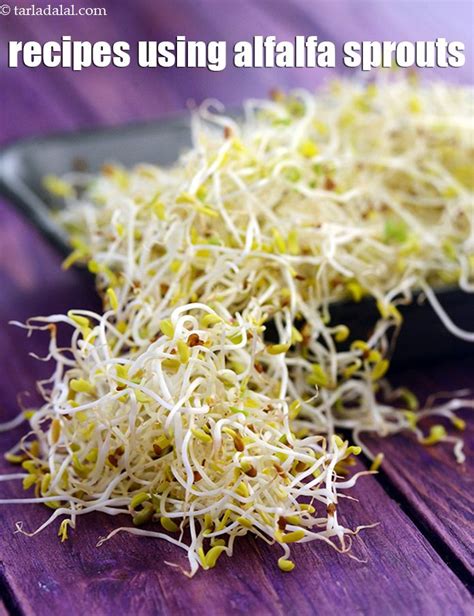 16 alfalfa sprouts recipes | alfalfa sprouts recipe collection