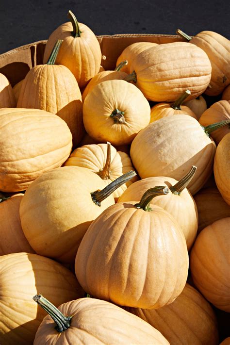 A Guide to All Different Types of Pumpkins | Pumpkin varieties, Pumpkin ...