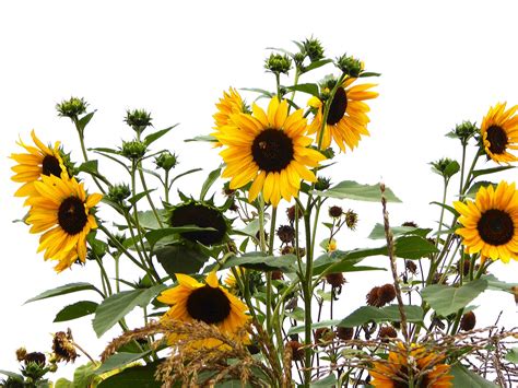 Sunflowers On White Background Free Stock Photo - Public Domain Pictures