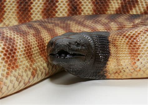 Black-Headed Pythons & Their Unusal Sunbathing Technique | Featured Creature