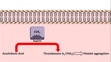 Aspirin Antiplatelet Mechanism Of Action