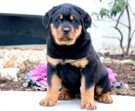 Mini Rottweiler Puppies for Sale - Keystone Puppies