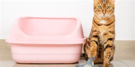 The 10 Best Cat Litter For Declawed Cats Of 2024