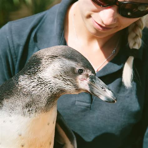 Meet The SEA LIFE Penguins | SEA LIFE Weymouth Aquarium