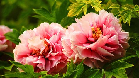 Peony wins national flower vote - CGTN