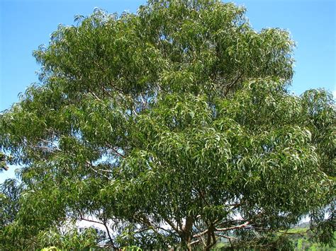 Acacia koa | Koa Fabaceae Endemic to the Hawaiian Islands ʻA… | Flickr