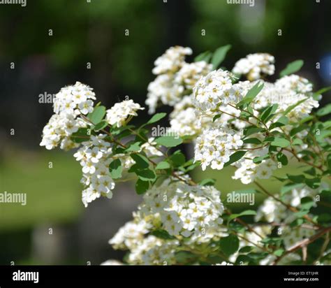 White Flowers with Blurred Background-2 Stock Photo - Alamy