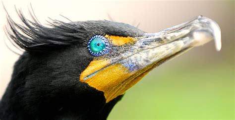 Oh, Those Glorious Cormorant Eyes! - a gallery on Flickr