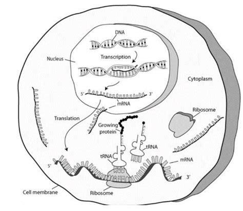 Dna Transcription And Translation Diagram