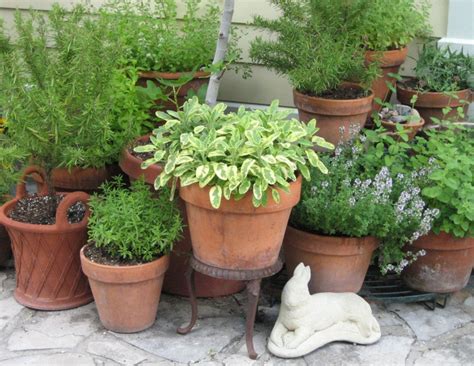 How to Grow a Container Herb Garden