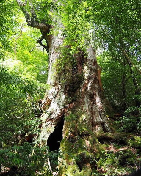 Yakushima Island is a World Heritage Site known for its lush, unspoiled ...