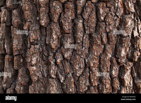 Old common black alder tree bark Alnus glutinosa Stock Photo - Alamy