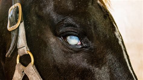 Ocular System In Horses – Eye Injuries – The Horse's Advocate