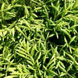 Cryptomeria japonica 'Little Champion' | Little Champion Dwarf Japanese ...