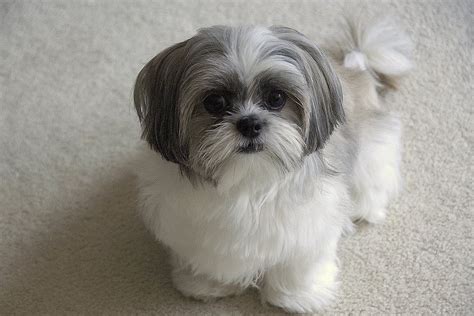 Pin on Shih tzu cut styles