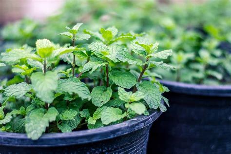 Natural Pest Control: 5 Herb Plants to Keep Insects Away