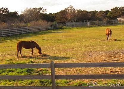 Wild Horses on Ocracoke Island - they are fenced in now but they so ...