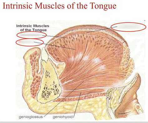 Anatomy - intrinsic muscles of the tongue - identifying location Diagram | Quizlet