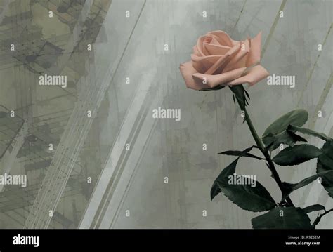 Vintage background with pink rose Stock Photo - Alamy