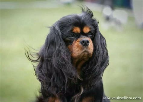 332 best Black and Tan - Cavalier King Charles Spaniel images on ...