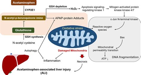 Acetaminophen Toxicity Mechanism