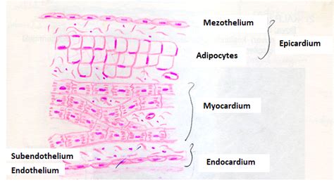 Cardiovascular (Circulatory) System