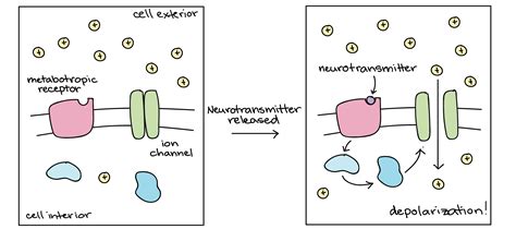 Neurotransmitters and receptors