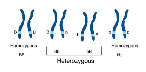 Heterozygous