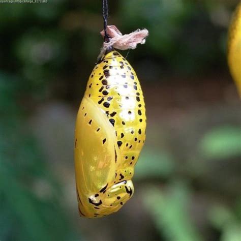 Butterfly Life Cycle | Critter Science