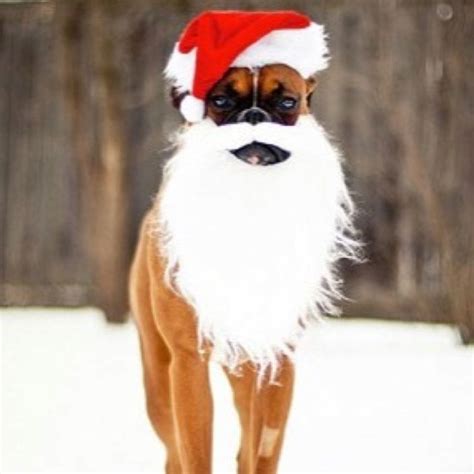 Santa Boxer. Boxer And Baby, Boxer Love, Dog Xmas, Christmas Dog, Christmas Cards, Merry ...