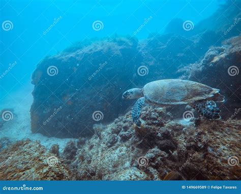 Diving at Arraial Do Cabo, Rio De Janeiro, Brazil Stock Image - Image ...