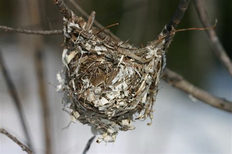 Yellow Warbler Nest | Yellow Warbler (Dendroica petechia) ne… | Flickr