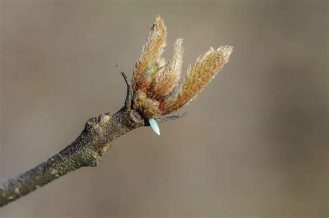 brimstone butterfly on Behance