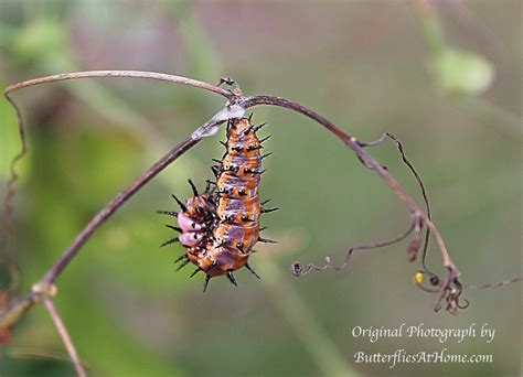 Gulf Fritillary Butterfly Life Cycle