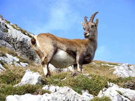 Banco de imagens : natureza, montanha, animal, animais selvagens, bode ...