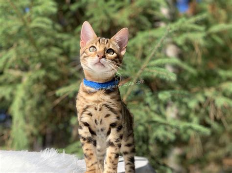 Gallery – Wilderness Bengal Cats