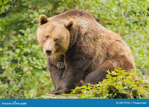 Brown bear close-up stock photo. Image of hunting, dangerous - 38279162