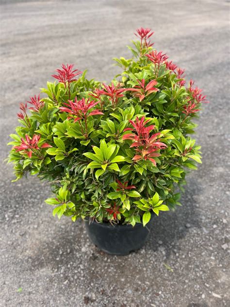 Pieris j. ‘Mountain Fire’; Mountain Fire Pieris – Feeney's Wholesale Nursery