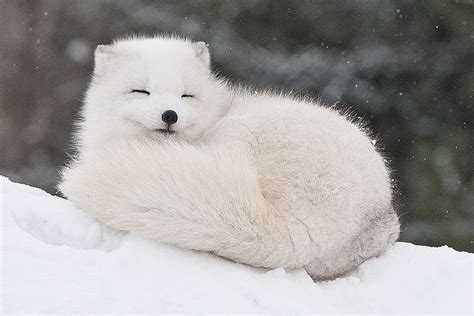 Cute Arctic Fox Postcard | ubicaciondepersonas.cdmx.gob.mx