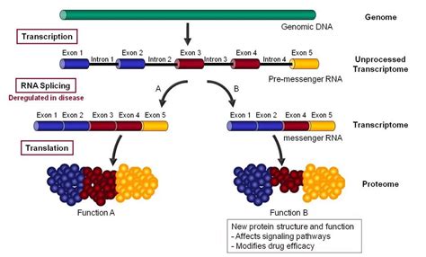 Alternative RNA splicing | Diaxonhit | Naturwissenschaft, Wissenschaft