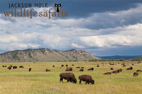 Wildlife in Jackson Hole | Jackson Hole Wildlife Safaris | Jackson Hole Wildlife Safaris