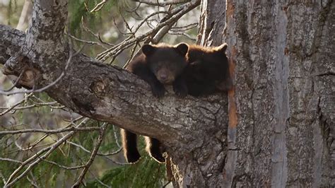 Black Bear Cubs Climbing Down Tree Wild Alaska BBC Earth