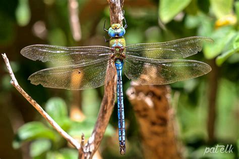 Blue Emperor Dragonfly - Wildlife Den - South African And Australian ...