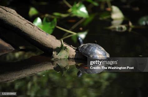 Pocomoke River State Park Photos and Premium High Res Pictures - Getty Images