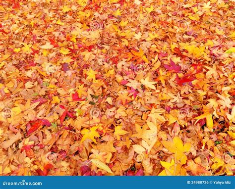 Golden autumn leaves stock photo. Image of beautiful - 24980726