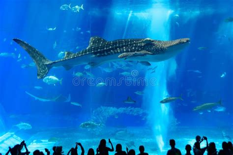 Whale Shark in Okinawa Churaumi Aquarium Editorial Stock Photo - Image of protect, attraction ...