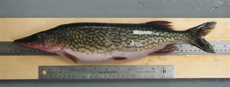 Chain Pickerel Expanding into Ontario – Ontario Chapter of the American ...