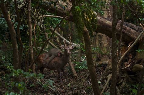 Wildlife photographer of the year 2023 : les premiers clichés dévoilés